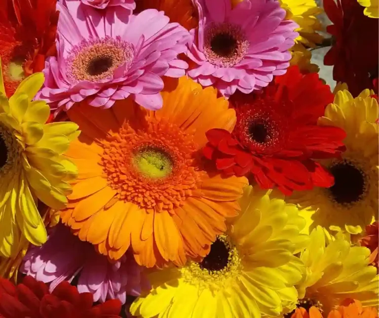 Praca przy Gerberach Holandia