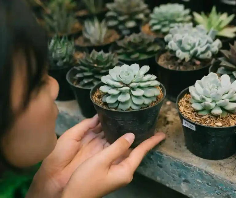 Praca przy kwiatach Holandia