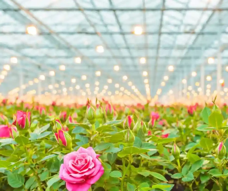 Praca w Holandii produkcja kwiatów