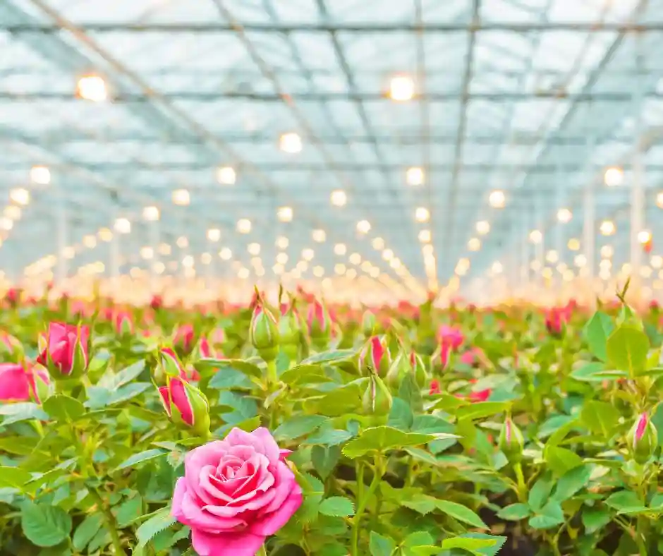 Praca w Holandii produkcja kwiatów