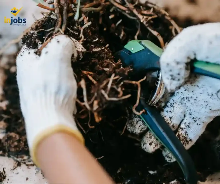 Praca sezonowa Holandia cięcie piwonii