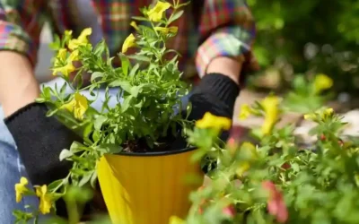 Praca przy Kwiatach Doniczkowych Holandia