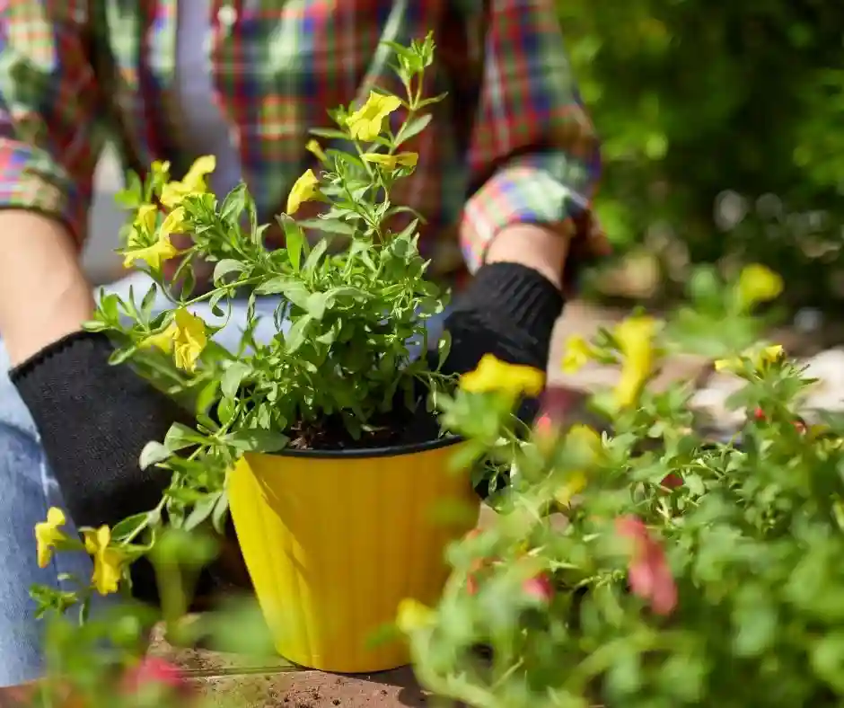 Praca przy Kwiatach Doniczkowych Holandia
