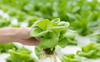 Praca w szklarni w Holandii