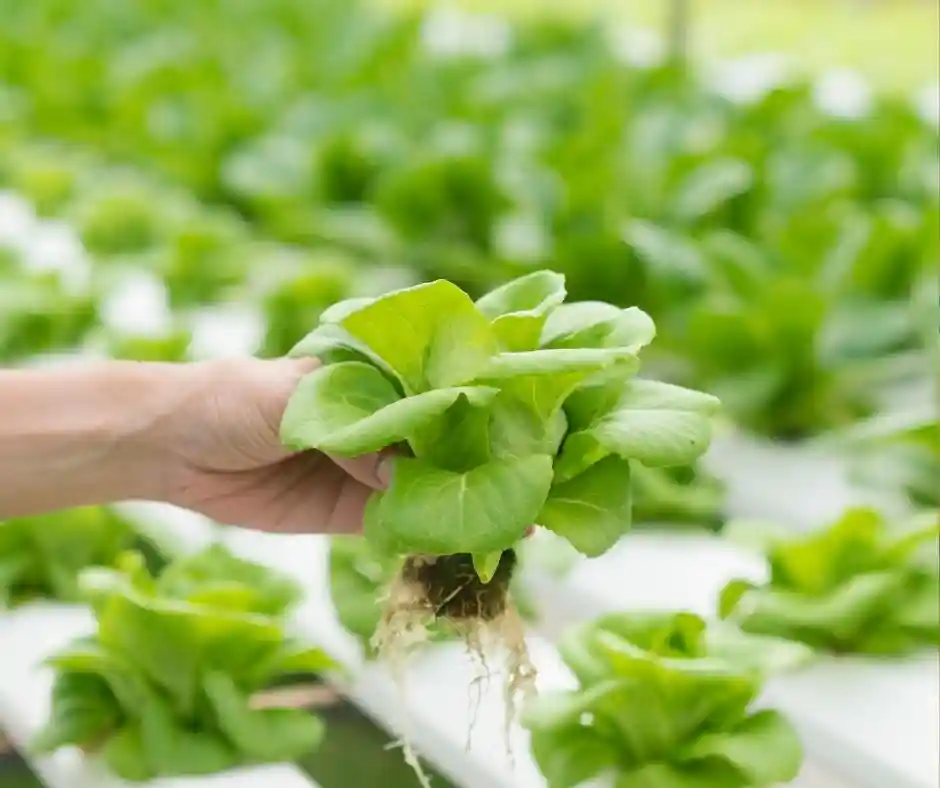 Praca w szklarni w Holandii